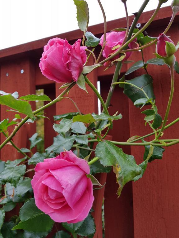 Brabo B&B Och Cafe Oskarshamn Exterior photo